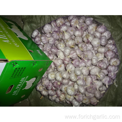 Fresh New Garlic Competitive Price